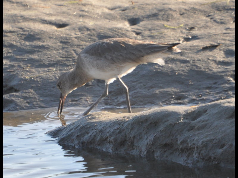 DSC_0487b.JPG