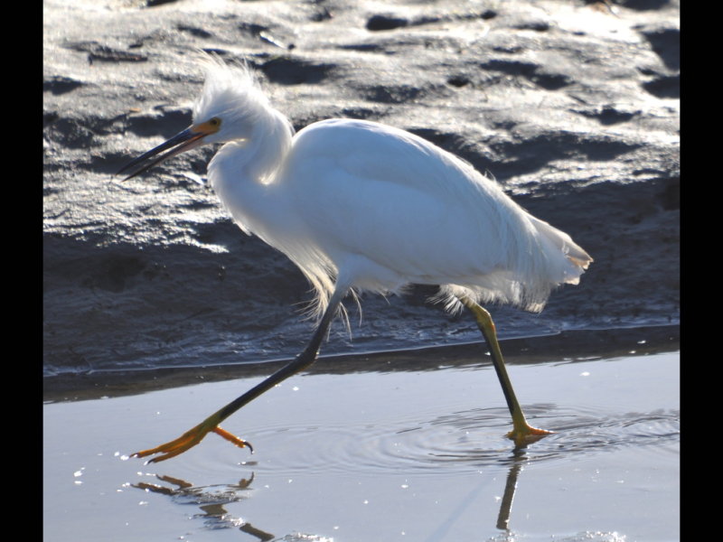 DSC_0518b.JPG