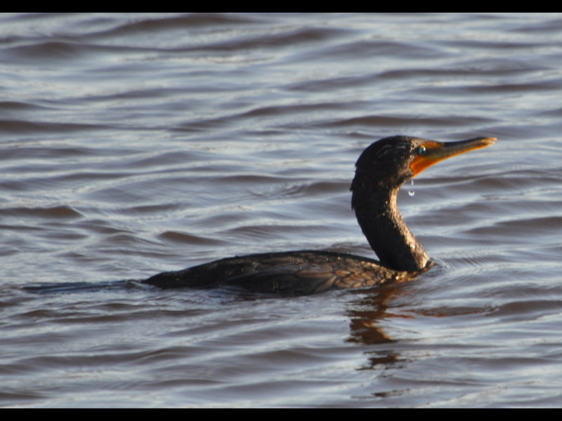 DSC_0575b.JPG