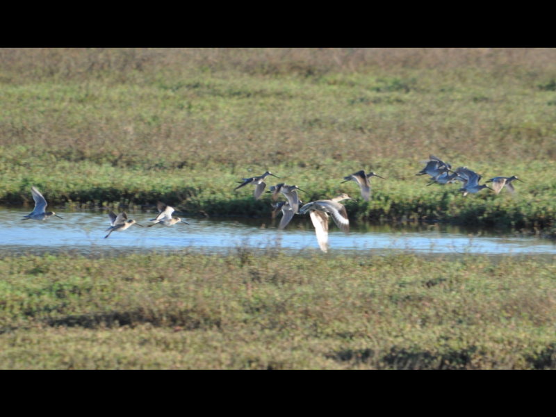 DSC_0729b.JPG