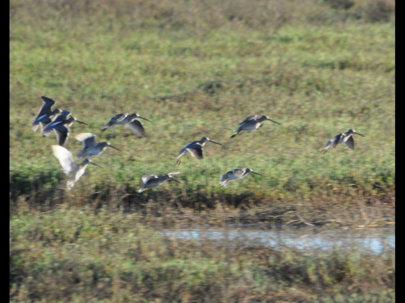 DSC_0733b.JPG