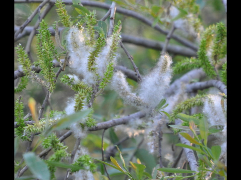DSC_0830b.JPG
