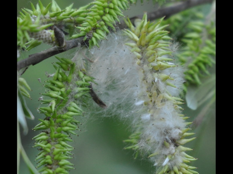 DSC_0845b.JPG