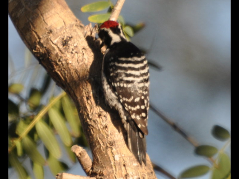 DSC_0035b.JPG