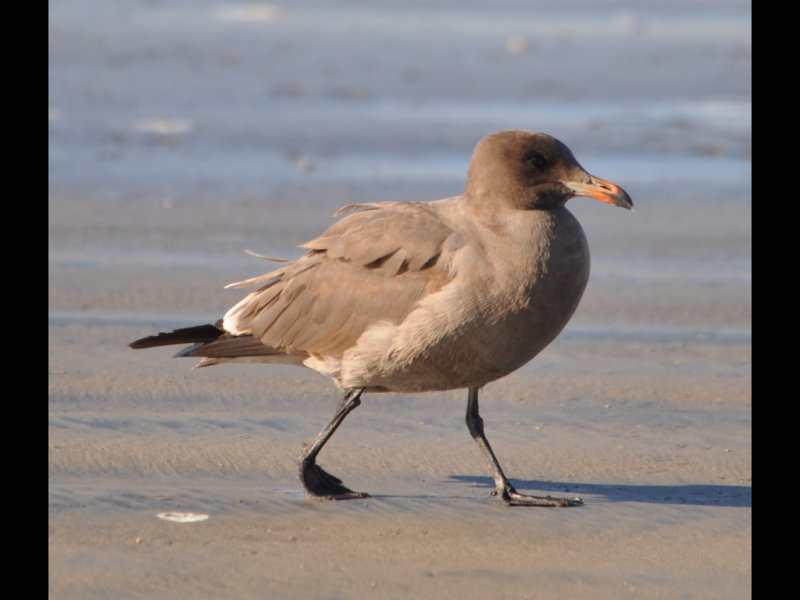 DSC_0087b.JPG