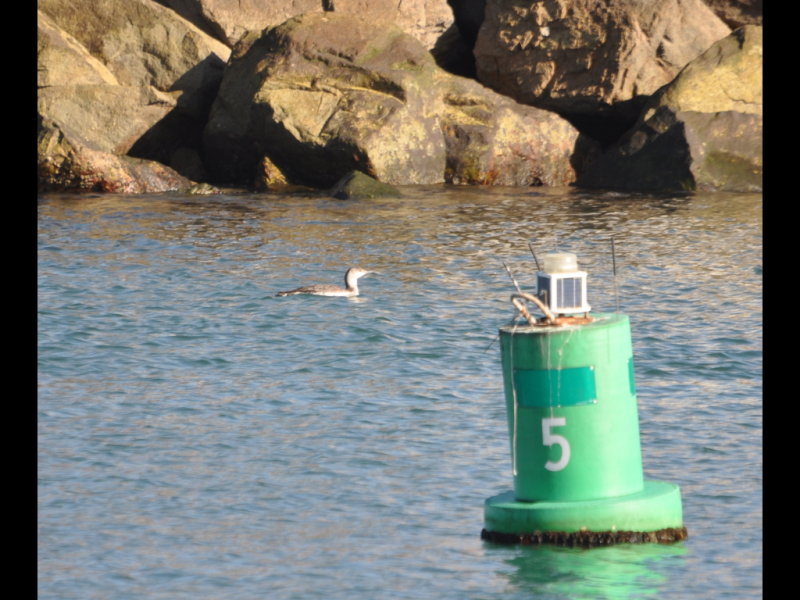 DSC_0416b.JPG