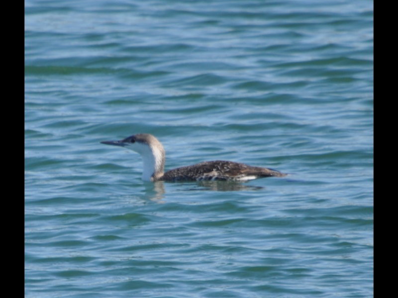DSC_0517b.JPG