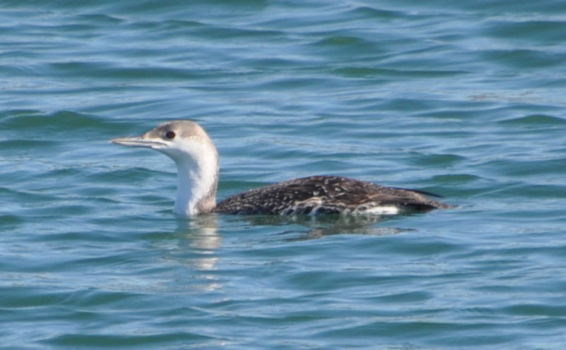 DSC_0519b.JPG