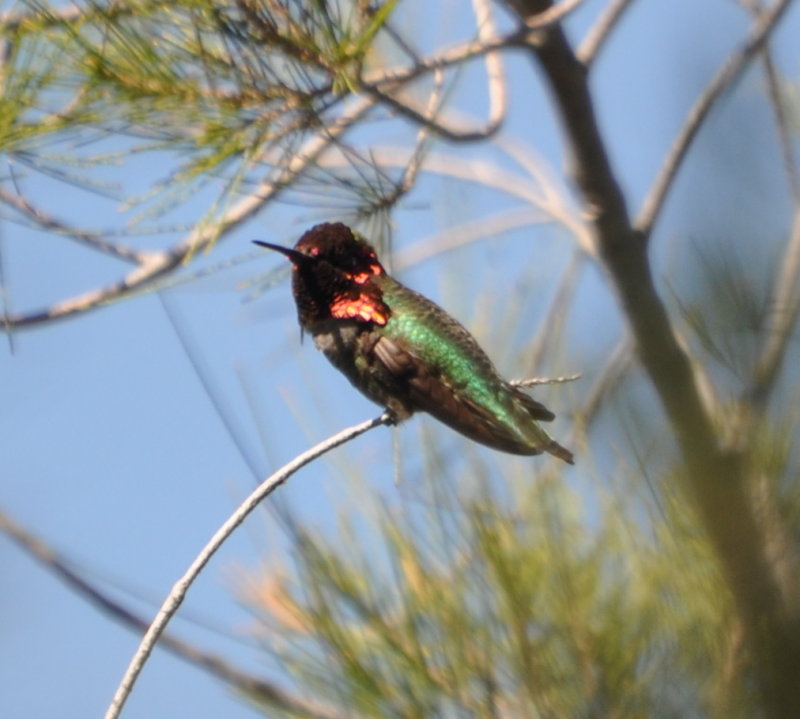 DSC_0753b.JPG