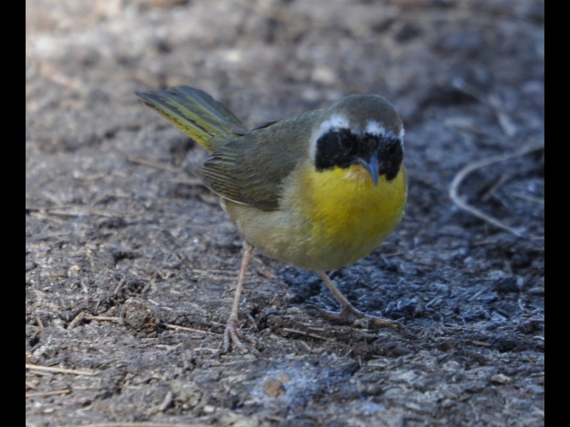 DSC_0768b.JPG