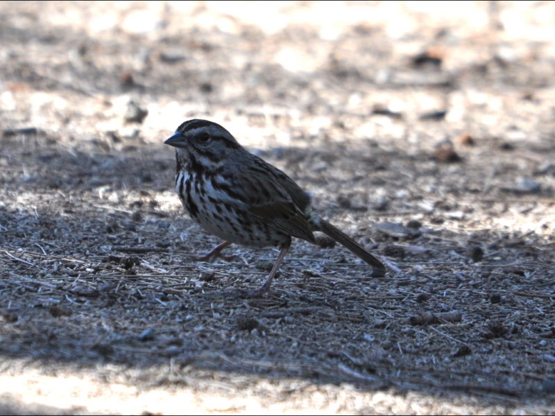 DSC_0825b.JPG