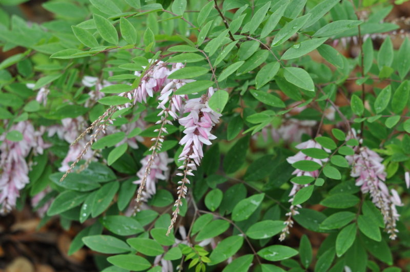 DSC_1387b.JPG