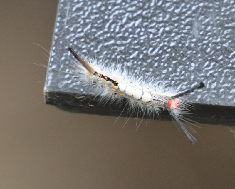 DSC_1398b.JPG