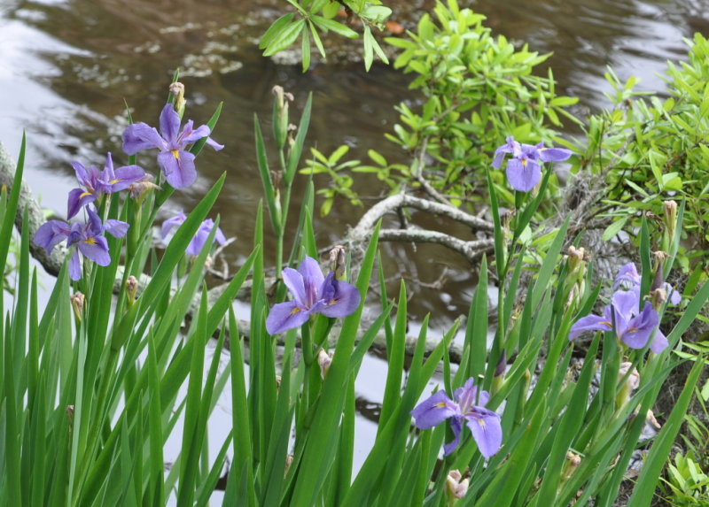 DSC_1406b.JPG