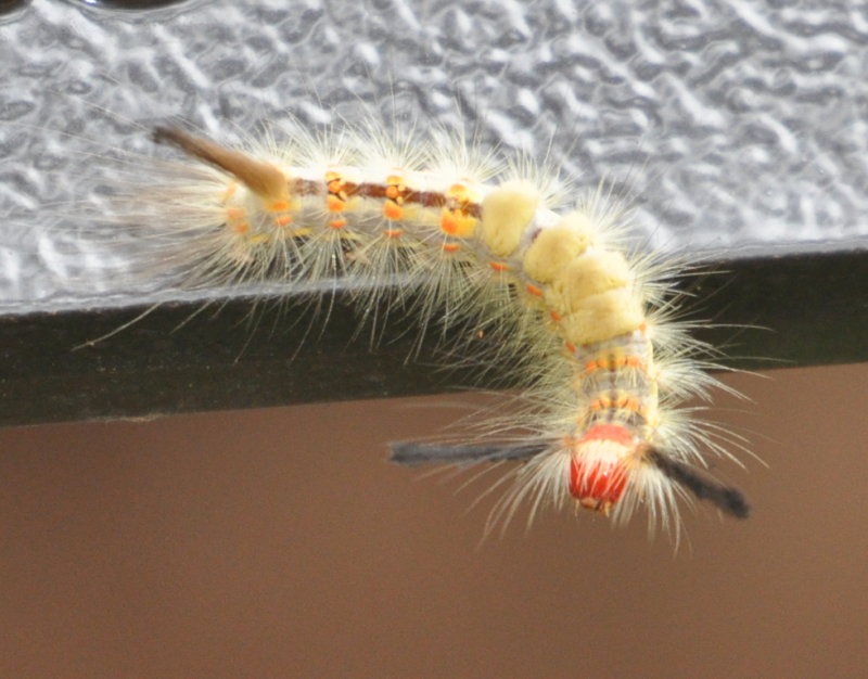 DSC_1413b.JPG