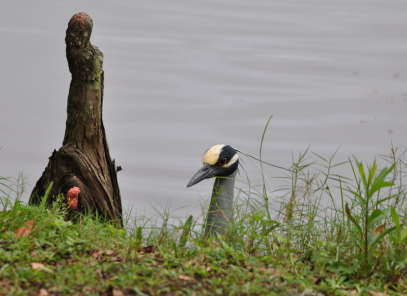 DSC_1436b.JPG