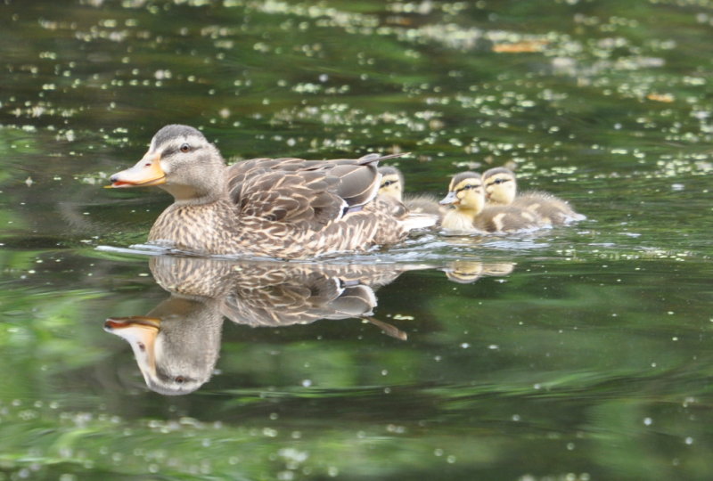 DSC_1454b.JPG