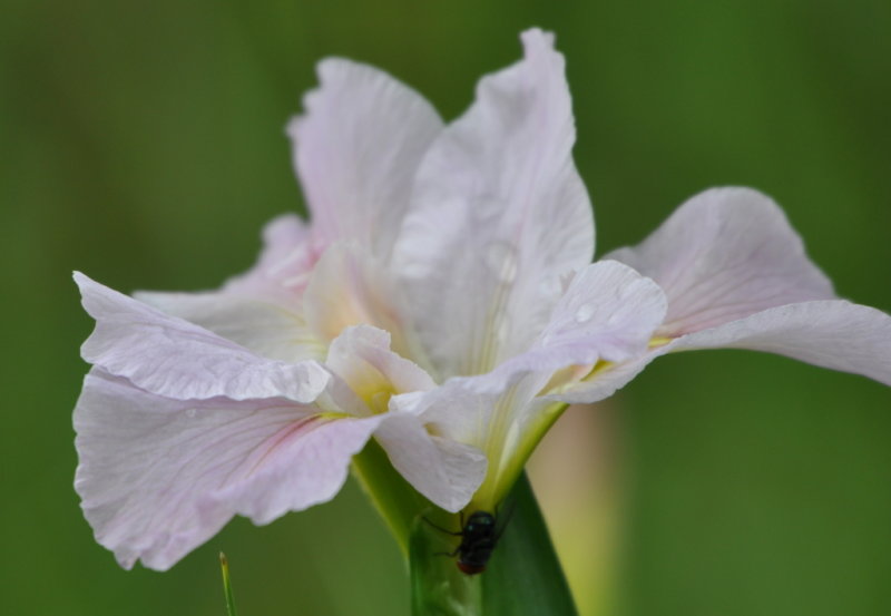 DSC_1497b.JPG