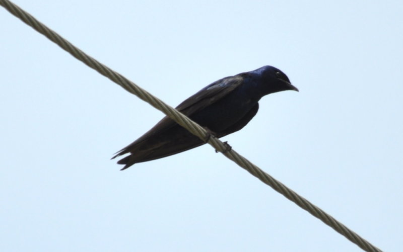 DSC_1653b.JPG