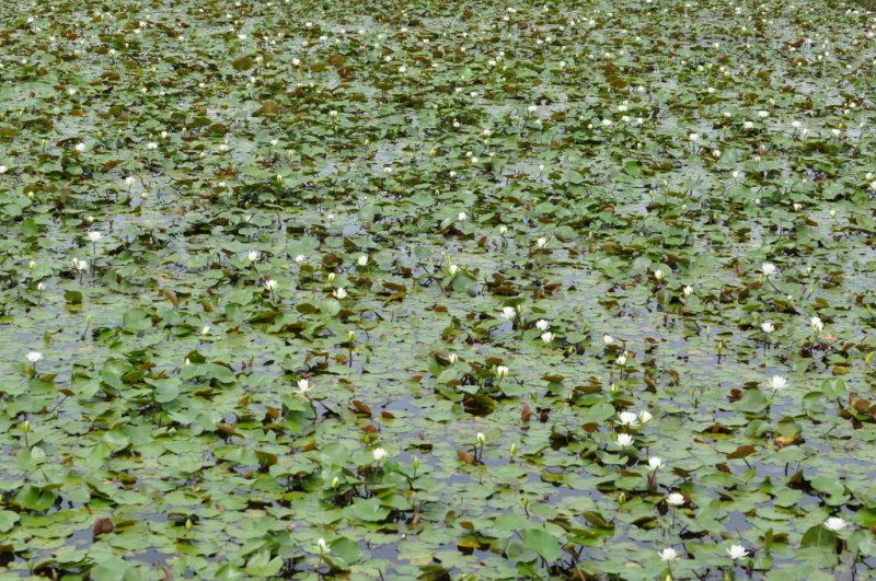 DSC_1667b.JPG