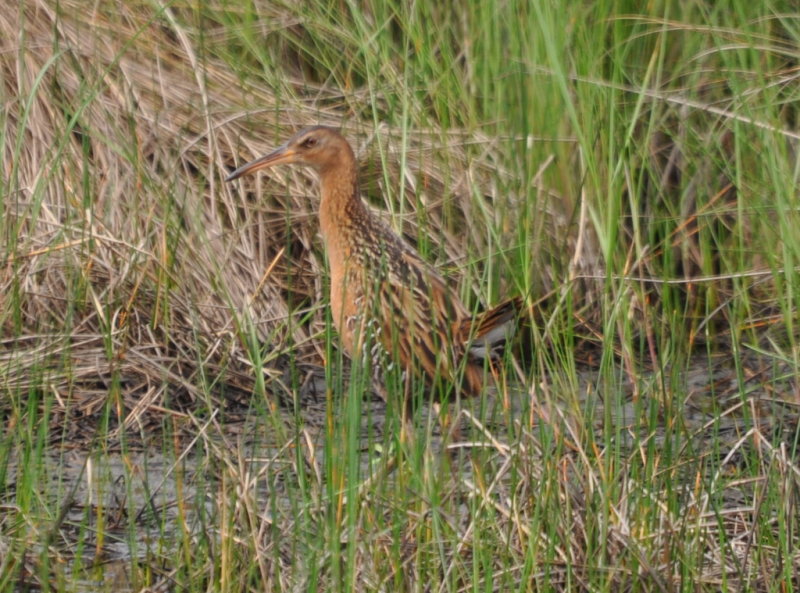 DSC_1727b.JPG