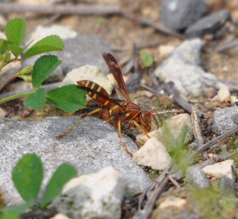 DSC_1762b.JPG