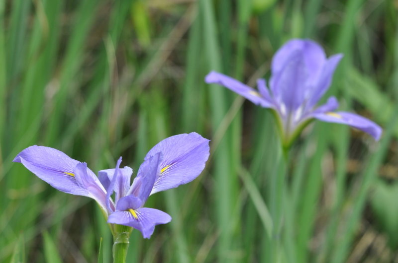 DSC_1800b.JPG