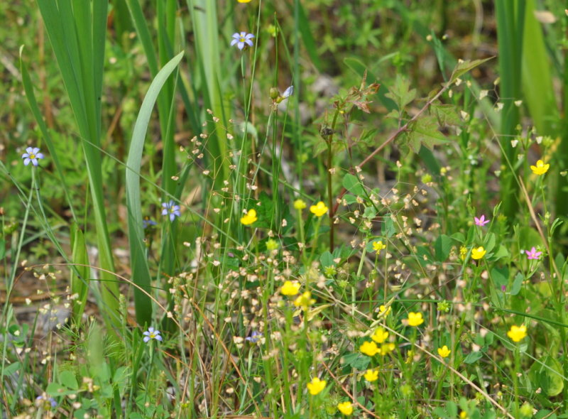 DSC_1873b.JPG
