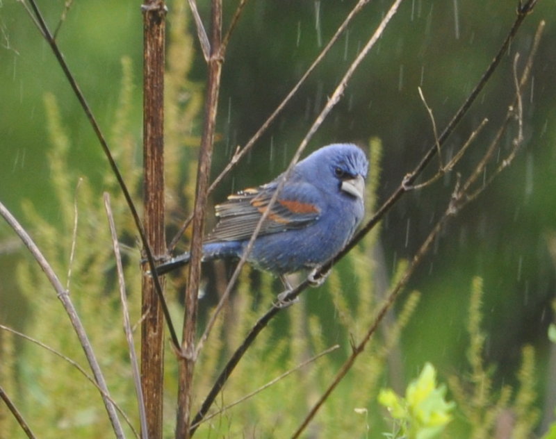 DSC_2020b.JPG