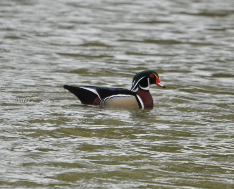 DSC_0019b.JPG