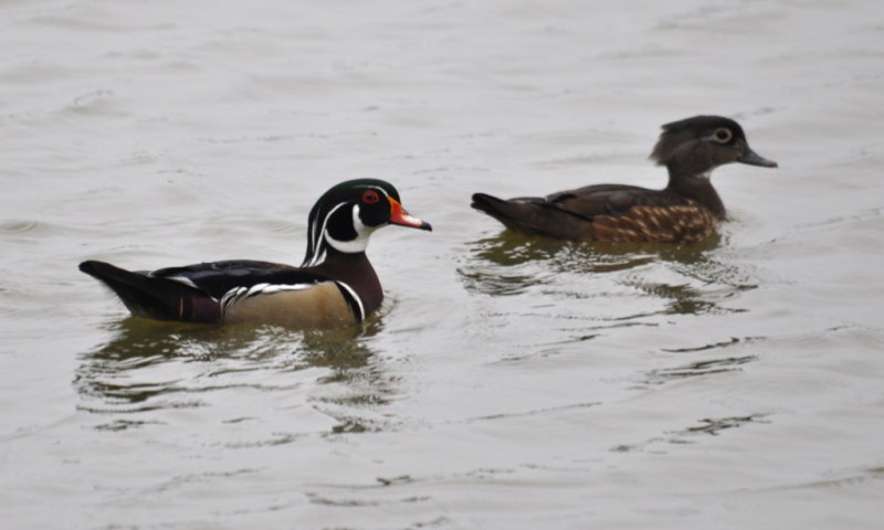 DSC_0129b.JPG