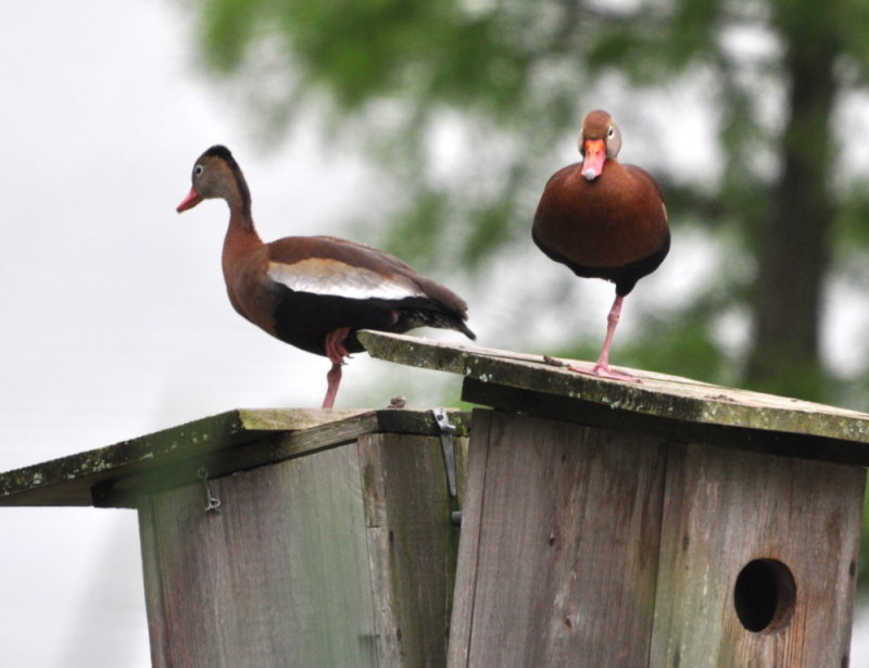 DSC_0180b.JPG