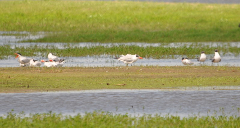 DSC_0845b.JPG