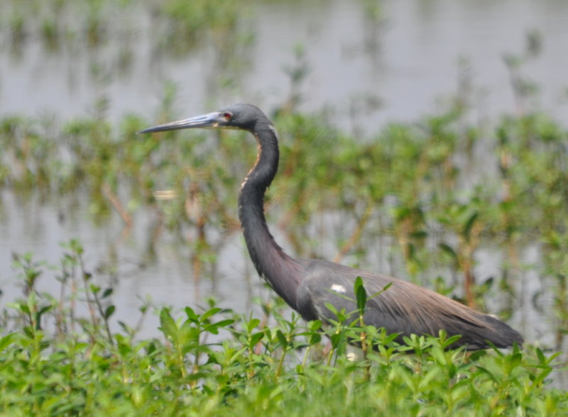 DSC_0938b.JPG