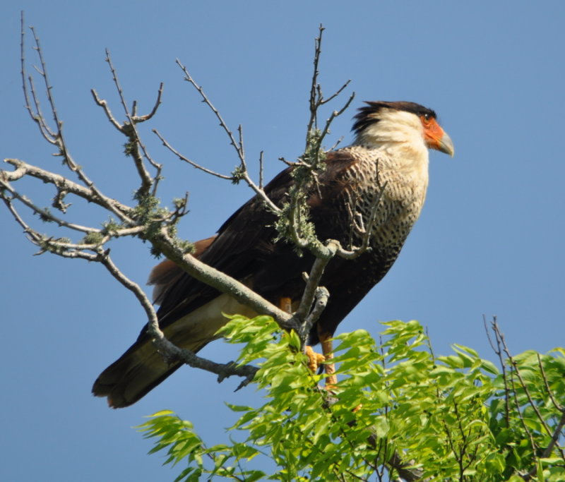 DSC_0246b.JPG