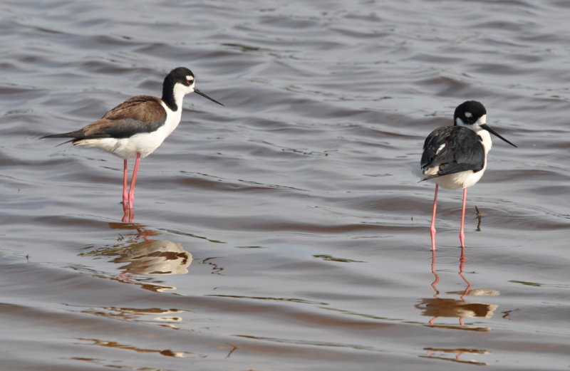 DSC_0657b.JPG