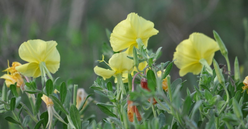 DSC_0080b.JPG