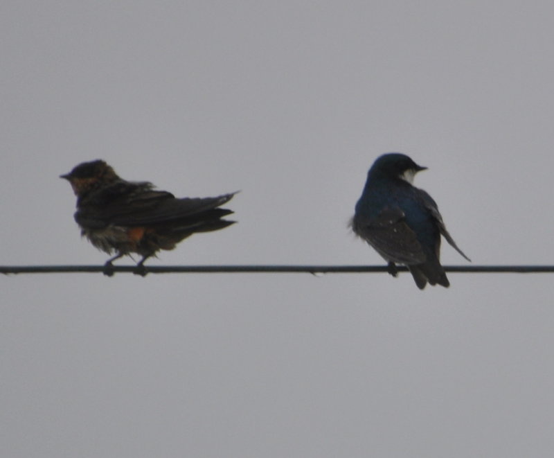 DSC_0020b.JPG