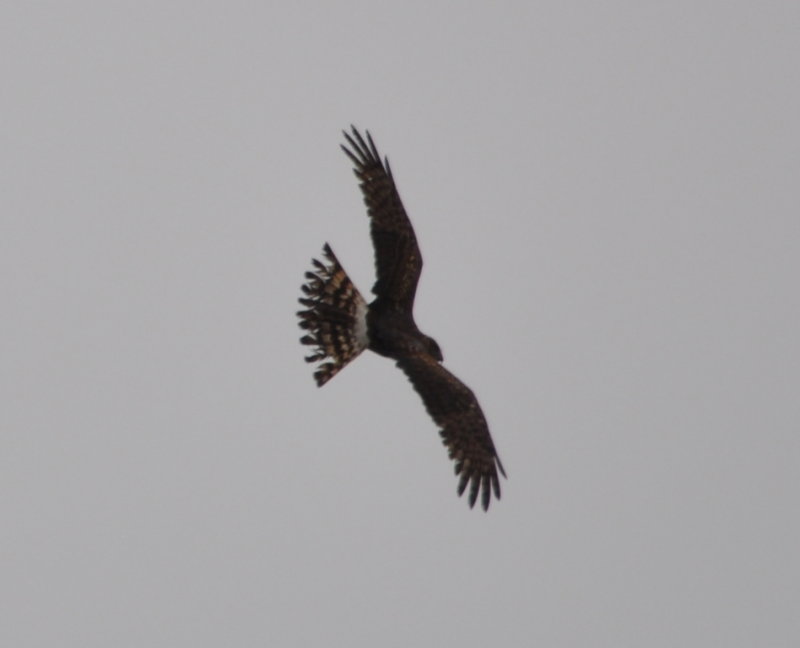 DSC_0287b.JPG