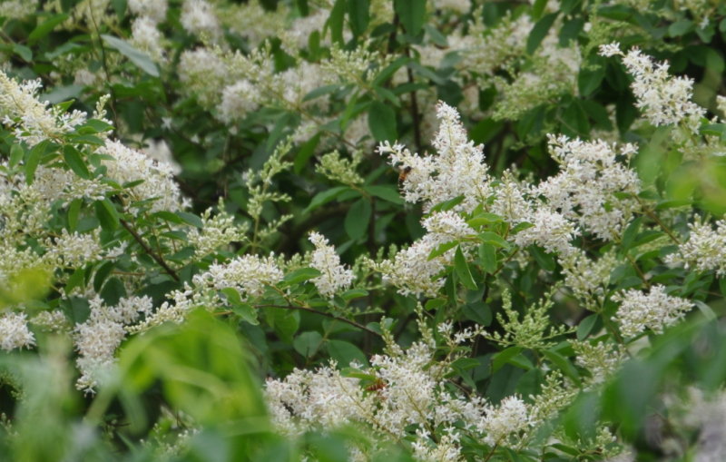 DSC_0389b.JPG