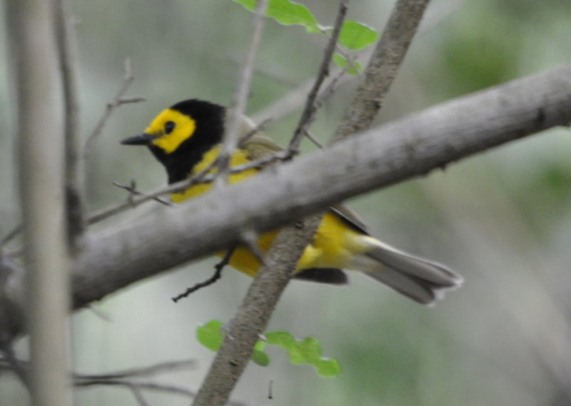 DSC_0394b.JPG