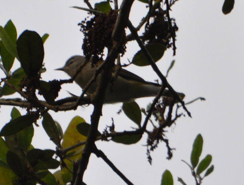 DSC_0399b.JPG