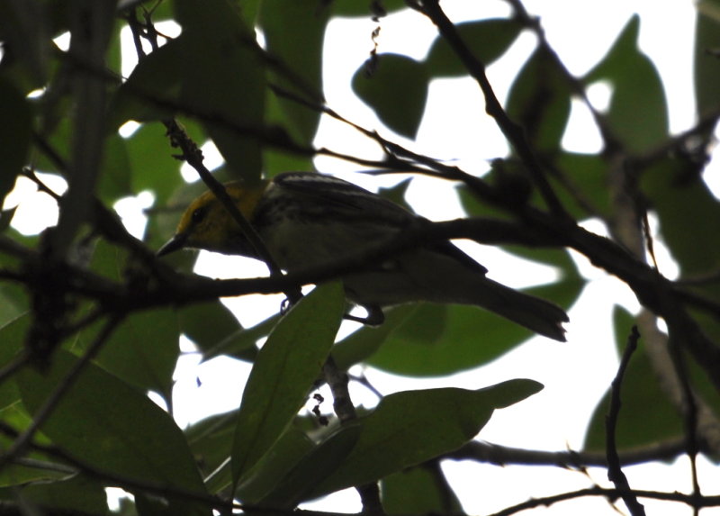 DSC_0418b.JPG