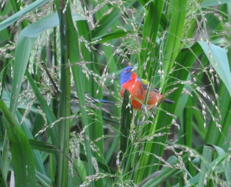 DSC_0535b.JPG