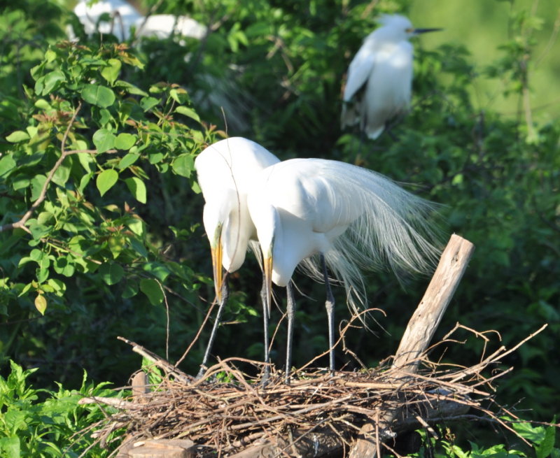 DSC_0561b.JPG
