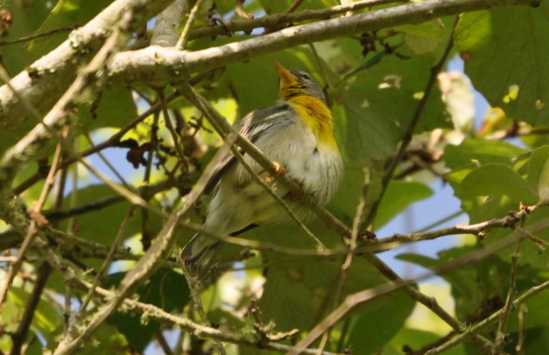 DSC_0728b.JPG