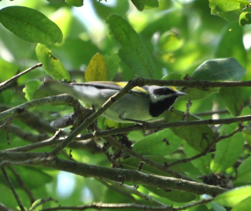 DSC_0856b.JPG
