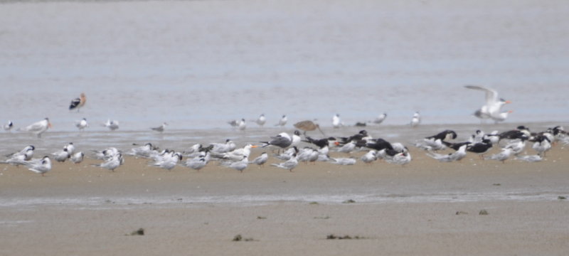 DSC_0161b.JPG