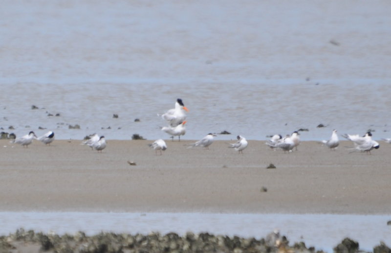 DSC_0187b.JPG