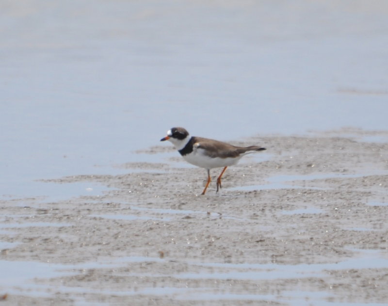 DSC_0310b.JPG